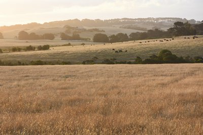 paddock-4.jpg